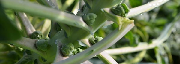 Rosenkohl